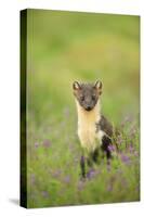 Pine Marten (Martes Martes) Female Portrait in Caledonian Forest, Highlands, Scotland, UK-Terry Whittaker-Stretched Canvas