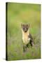 Pine Marten (Martes Martes) Female Portrait in Caledonian Forest, Highlands, Scotland, UK-Terry Whittaker-Stretched Canvas