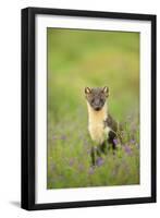 Pine Marten (Martes Martes) Female Portrait in Caledonian Forest, Highlands, Scotland, UK-Terry Whittaker-Framed Premium Photographic Print