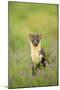 Pine Marten (Martes Martes) Female Portrait in Caledonian Forest, Highlands, Scotland, UK-Terry Whittaker-Mounted Premium Photographic Print