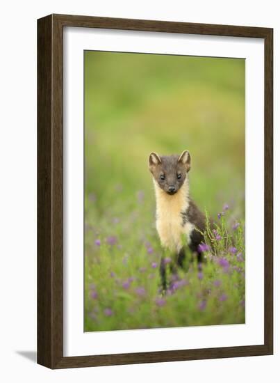 Pine Marten (Martes Martes) Female Portrait in Caledonian Forest, Highlands, Scotland, UK-Terry Whittaker-Framed Photographic Print