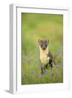 Pine Marten (Martes Martes) Female Portrait in Caledonian Forest, Highlands, Scotland, UK-Terry Whittaker-Framed Photographic Print