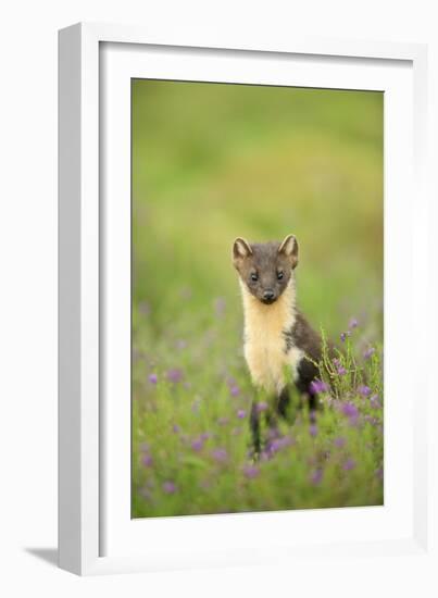 Pine Marten (Martes Martes) Female Portrait in Caledonian Forest, Highlands, Scotland, UK-Terry Whittaker-Framed Photographic Print