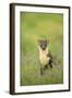 Pine Marten (Martes Martes) Female Portrait in Caledonian Forest, Highlands, Scotland, UK-Terry Whittaker-Framed Photographic Print