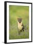 Pine Marten (Martes Martes) Female Portrait in Caledonian Forest, Highlands, Scotland, UK-Terry Whittaker-Framed Photographic Print