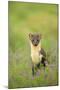 Pine Marten (Martes Martes) Female Portrait in Caledonian Forest, Highlands, Scotland, UK-Terry Whittaker-Mounted Photographic Print