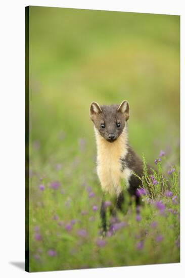 Pine Marten (Martes Martes) Female Portrait in Caledonian Forest, Highlands, Scotland, UK-Terry Whittaker-Stretched Canvas