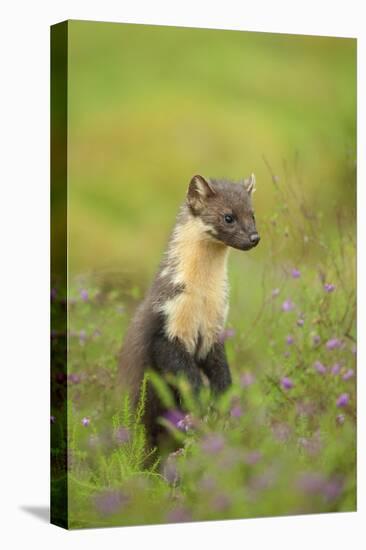 Pine Marten (Martes Martes) Female, Portrait, in Caledonian Forest, the Black Isle, Scotland, UK-Terry Whittaker-Stretched Canvas