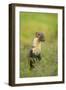 Pine Marten (Martes Martes) Female, Portrait, in Caledonian Forest, the Black Isle, Scotland, UK-Terry Whittaker-Framed Photographic Print