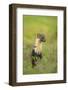 Pine Marten (Martes Martes) Female, Portrait, in Caledonian Forest, the Black Isle, Scotland, UK-Terry Whittaker-Framed Photographic Print