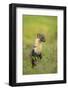 Pine Marten (Martes Martes) Female, Portrait, in Caledonian Forest, the Black Isle, Scotland, UK-Terry Whittaker-Framed Photographic Print