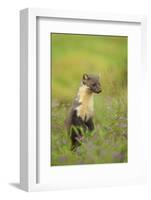 Pine Marten (Martes Martes) Female, Portrait, in Caledonian Forest, the Black Isle, Scotland, UK-Terry Whittaker-Framed Photographic Print