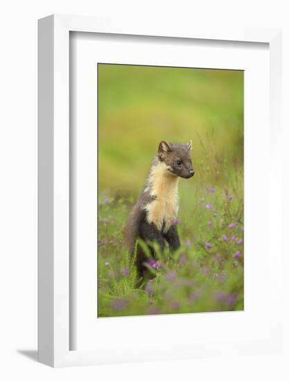 Pine Marten (Martes Martes) Female, Portrait, in Caledonian Forest, the Black Isle, Scotland, UK-Terry Whittaker-Framed Photographic Print