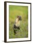 Pine Marten (Martes Martes) Female, Portrait, in Caledonian Forest, the Black Isle, Scotland, UK-Terry Whittaker-Framed Photographic Print