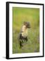 Pine Marten (Martes Martes) Female, Portrait, in Caledonian Forest, the Black Isle, Scotland, UK-Terry Whittaker-Framed Photographic Print