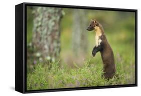 Pine Marten (Martes Martes) Female Portrait, Standing in Caledonian Forest, Highlands, Scotland, UK-Terry Whittaker-Framed Stretched Canvas