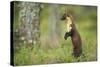 Pine Marten (Martes Martes) Female Portrait, Standing in Caledonian Forest, Highlands, Scotland, UK-Terry Whittaker-Stretched Canvas