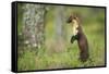 Pine Marten (Martes Martes) Female Portrait, Standing in Caledonian Forest, Highlands, Scotland, UK-Terry Whittaker-Framed Stretched Canvas