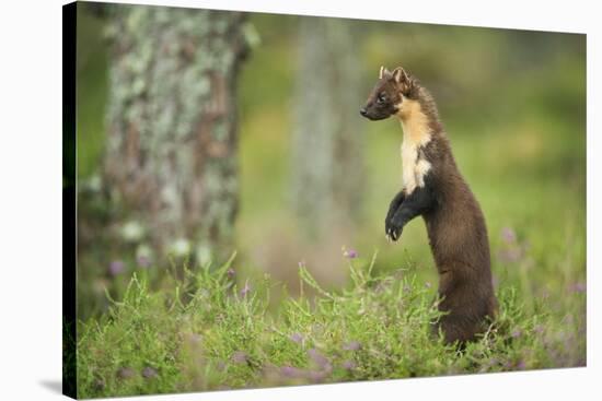 Pine Marten (Martes Martes) Female Portrait, Standing in Caledonian Forest, Highlands, Scotland, UK-Terry Whittaker-Stretched Canvas