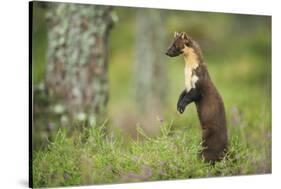 Pine Marten (Martes Martes) Female Portrait, Standing in Caledonian Forest, Highlands, Scotland, UK-Terry Whittaker-Stretched Canvas