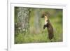 Pine Marten (Martes Martes) Female Portrait, Standing in Caledonian Forest, Highlands, Scotland, UK-Terry Whittaker-Framed Photographic Print