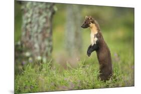 Pine Marten (Martes Martes) Female Portrait, Standing in Caledonian Forest, Highlands, Scotland, UK-Terry Whittaker-Mounted Photographic Print