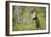 Pine Marten (Martes Martes) Female Portrait, Standing in Caledonian Forest, Highlands, Scotland, UK-Terry Whittaker-Framed Photographic Print