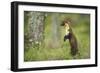 Pine Marten (Martes Martes) Female Portrait, Standing in Caledonian Forest, Highlands, Scotland, UK-Terry Whittaker-Framed Photographic Print