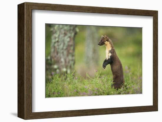 Pine Marten (Martes Martes) Female Portrait, Standing in Caledonian Forest, Highlands, Scotland, UK-Terry Whittaker-Framed Photographic Print