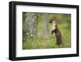 Pine Marten (Martes Martes) Female Portrait, Standing in Caledonian Forest, Highlands, Scotland, UK-Terry Whittaker-Framed Photographic Print