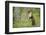 Pine Marten (Martes Martes) Female Portrait, Standing in Caledonian Forest, Highlands, Scotland, UK-Terry Whittaker-Framed Photographic Print