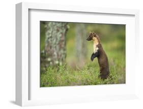 Pine Marten (Martes Martes) Female Portrait, Standing in Caledonian Forest, Highlands, Scotland, UK-Terry Whittaker-Framed Photographic Print