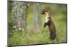 Pine Marten (Martes Martes) Female Portrait, Standing in Caledonian Forest, Highlands, Scotland, UK-Terry Whittaker-Mounted Photographic Print