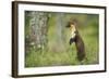 Pine Marten (Martes Martes) Female Portrait, Standing in Caledonian Forest, Highlands, Scotland, UK-Terry Whittaker-Framed Photographic Print