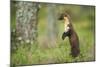 Pine Marten (Martes Martes) Female Portrait, Standing in Caledonian Forest, Highlands, Scotland, UK-Terry Whittaker-Mounted Photographic Print