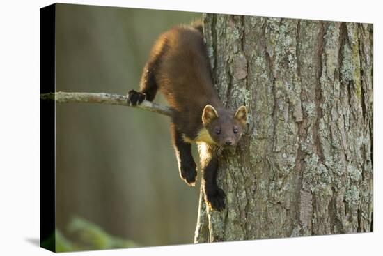 Pine Marten (Martes Martes) in Tree, Beinn Eighe National Nature Reserve, Wester Ross, Scotland-Mark Hamblin-Stretched Canvas