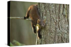 Pine Marten (Martes Martes) in Tree, Beinn Eighe National Nature Reserve, Wester Ross, Scotland-Mark Hamblin-Stretched Canvas