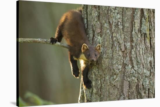 Pine Marten (Martes Martes) in Tree, Beinn Eighe National Nature Reserve, Wester Ross, Scotland-Mark Hamblin-Stretched Canvas