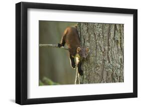 Pine Marten (Martes Martes) in Tree, Beinn Eighe National Nature Reserve, Wester Ross, Scotland-Mark Hamblin-Framed Premium Photographic Print