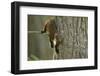 Pine Marten (Martes Martes) in Tree, Beinn Eighe National Nature Reserve, Wester Ross, Scotland-Mark Hamblin-Framed Premium Photographic Print