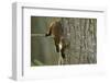 Pine Marten (Martes Martes) in Tree, Beinn Eighe National Nature Reserve, Wester Ross, Scotland-Mark Hamblin-Framed Premium Photographic Print