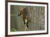 Pine Marten (Martes Martes) in Tree, Beinn Eighe National Nature Reserve, Wester Ross, Scotland-Mark Hamblin-Framed Photographic Print