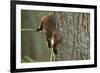 Pine Marten (Martes Martes) in Tree, Beinn Eighe National Nature Reserve, Wester Ross, Scotland-Mark Hamblin-Framed Photographic Print