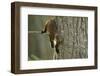 Pine Marten (Martes Martes) in Tree, Beinn Eighe National Nature Reserve, Wester Ross, Scotland-Mark Hamblin-Framed Photographic Print