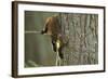 Pine Marten (Martes Martes) in Tree, Beinn Eighe National Nature Reserve, Wester Ross, Scotland-Mark Hamblin-Framed Photographic Print