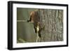 Pine Marten (Martes Martes) in Tree, Beinn Eighe National Nature Reserve, Wester Ross, Scotland-Mark Hamblin-Framed Photographic Print