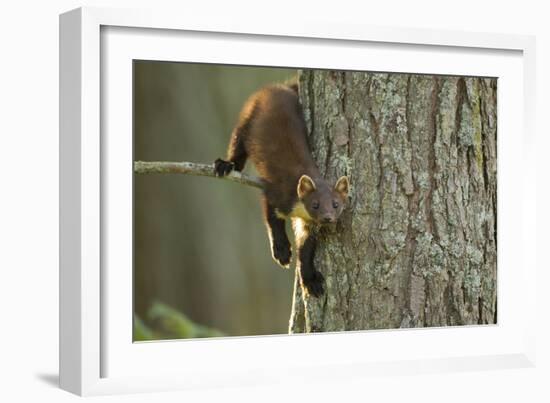 Pine Marten (Martes Martes) in Tree, Beinn Eighe National Nature Reserve, Wester Ross, Scotland-Mark Hamblin-Framed Photographic Print