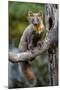 Pine Marten (Martes Martes) Juvenile Male Sitting-Andy Trowbridge-Mounted Photographic Print