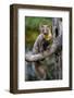 Pine Marten (Martes Martes) Juvenile Male Sitting-Andy Trowbridge-Framed Photographic Print