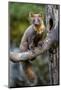 Pine Marten (Martes Martes) Juvenile Male Sitting-Andy Trowbridge-Mounted Photographic Print